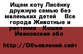 Ищем коту Лисёнку дружную семью без маленьких детей  - Все города Животные и растения » Кошки   . Ивановская обл.